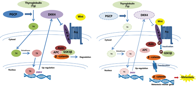 Graphic summary of PGCP effects on liver cancer metastasis.