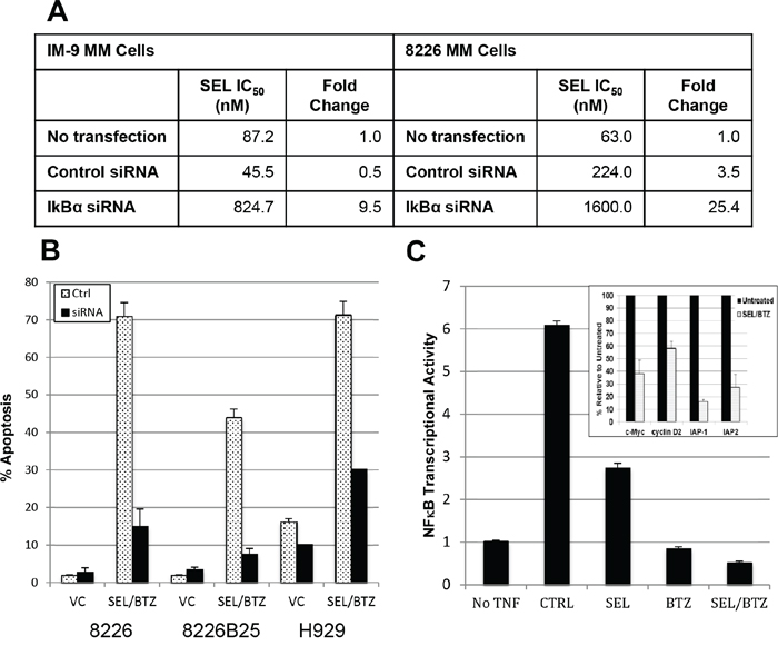 BTZ/selinexor synergy may be linked to I&#x03BA;B&#x03B1; expression and downregulation of NF&#x03BA;B transcriptional activity.