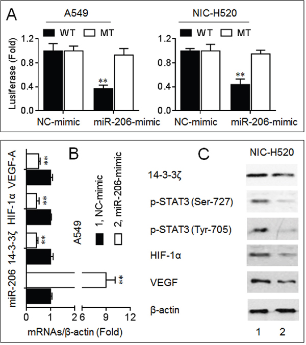 MiR-206 inhibited the 14-3-3&#x03B6;/STAT3/HIF-1&#x03B1;/VEGF signaling.
