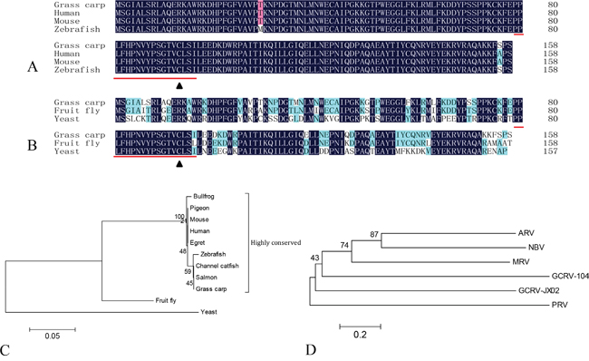 Phylogenetic analysis of grass carp Ubc9 and orthoreovirus fiber proteins.