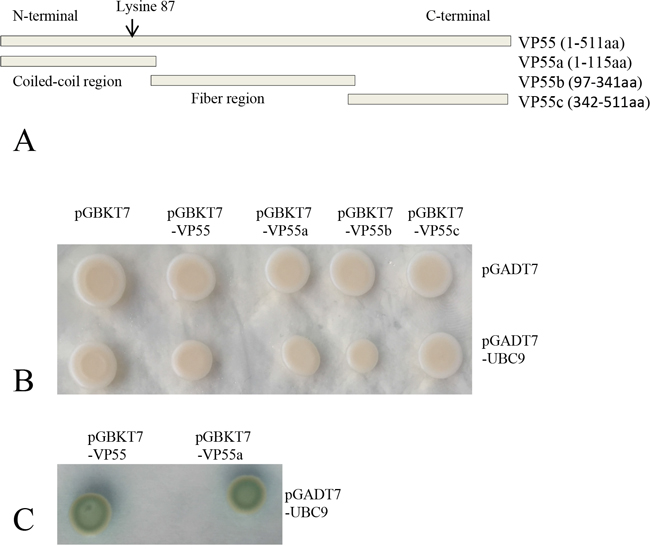 Ubc9 binds to full-length and truncated protein VP55 in yeast.