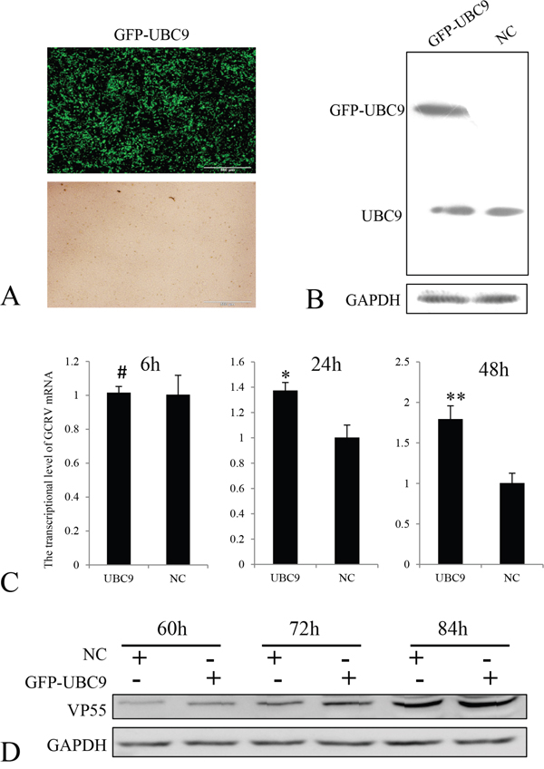 Overexpression of Ubc9 promoted GCRV replication in CIK cells.
