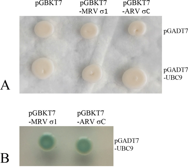 Ubc9 binds outer fiber protein of avian or mammalian orthoreovirus in yeast.