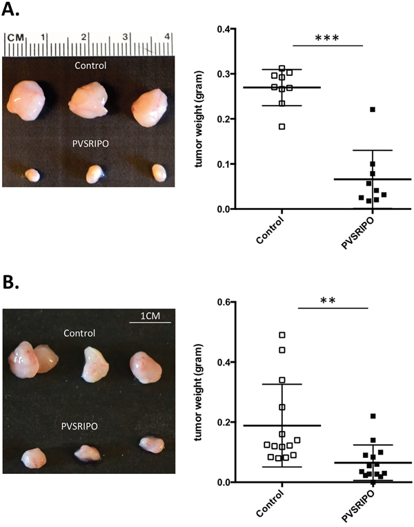 Single intratumoral administration of PVSRIPO results in tumor regression in SUM149 and DU145 xenografts.