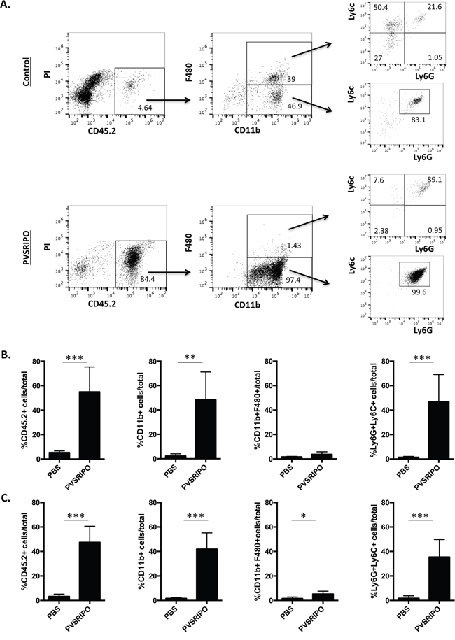 PVSRIPO recruits innate immune cells into SUM149 and DU145 xenografts.