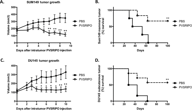 Single intratumoral administration of PVSRIPO in SUM149 and DU145 xenografts results in tumor regression and survival benefit.
