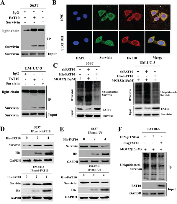 FAT10 stabilizes Survivin by competing with ubiquitin for binding.