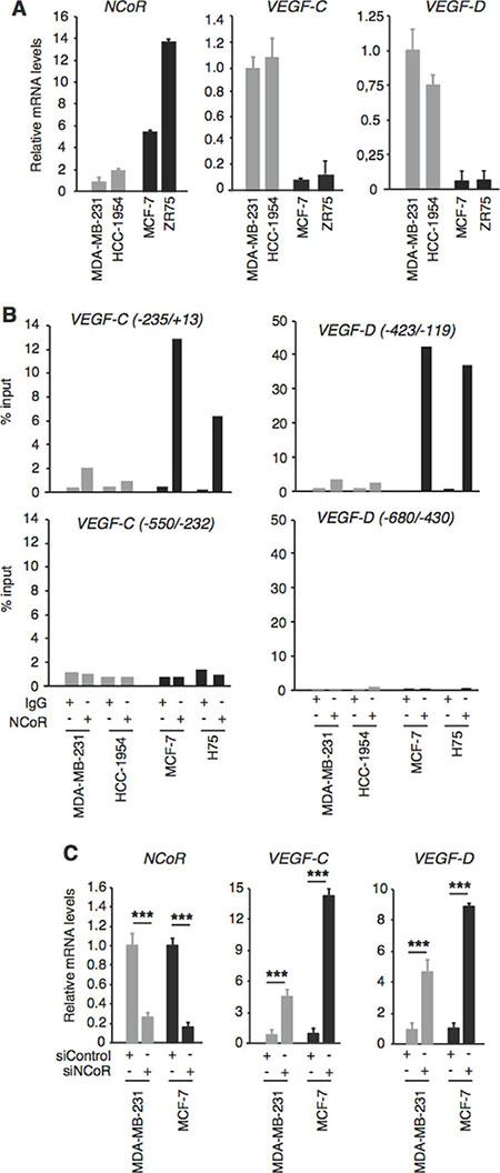 NCoR represses VEGF-C and VEGF-D gene transcription NCoR represses VEGF-C and VEGF-D gene transcription.