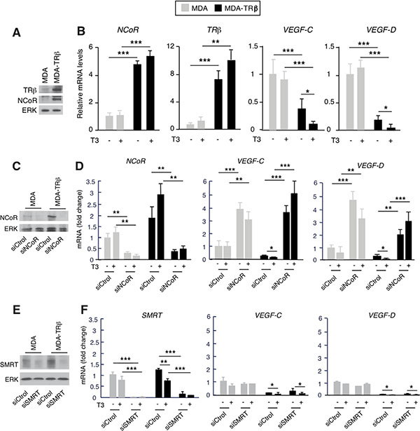 NCoR depletion increases VEGF-C and VEGF-D gene expression.