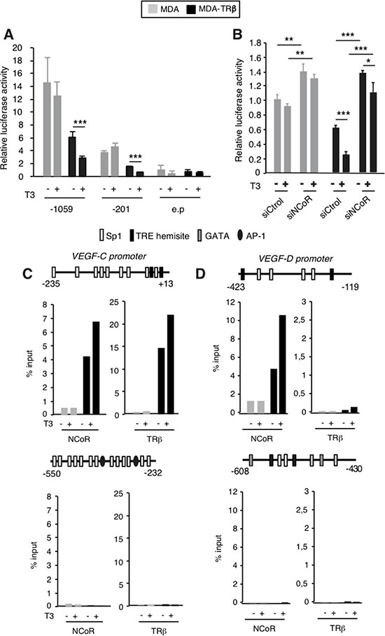 NCoR is involved in transcriptional inhibition of the VEGF-C and VEGF-D genes by TR&#x03B2;.