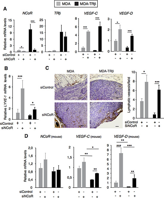 NCoR and TR&#x03B2; inhibit tumor lymphangiogenesis.
