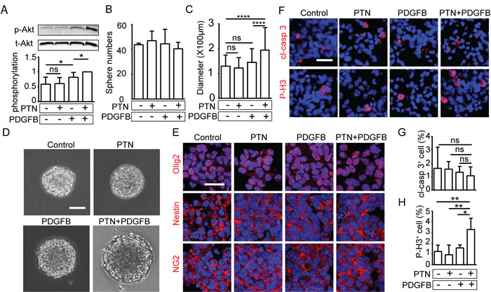 PTN and PDGFB synergistically promote the growth and self-renewal capacity of NPCs.