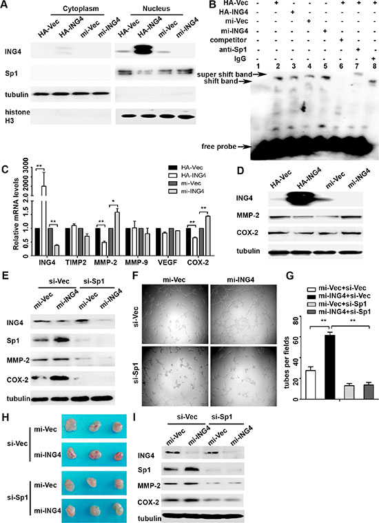 ING4 suppressed Sp1 expression and transcriptional activity to regulate expressions of its target pro-angiogenic genes MMP-2 and COX-2 and angiogenesis in vitro and in vivo.