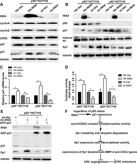 ING4 regulated p21 expression to mediate the instability of Sp1.