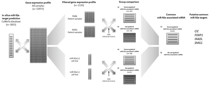 Bioinformatic approach for miR-92a target identification.