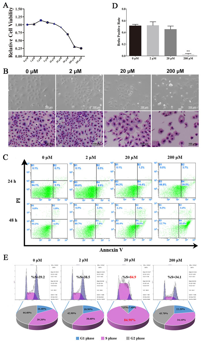 Figure.1: Resveratrol had a dose-dependent effects on C18-4 cells.