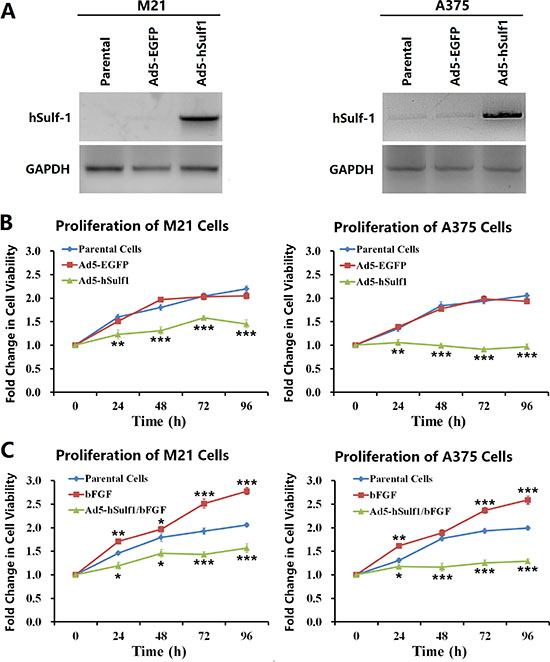 Ectopically expressed hSulf-1 inhibits melanoma cell proliferation.