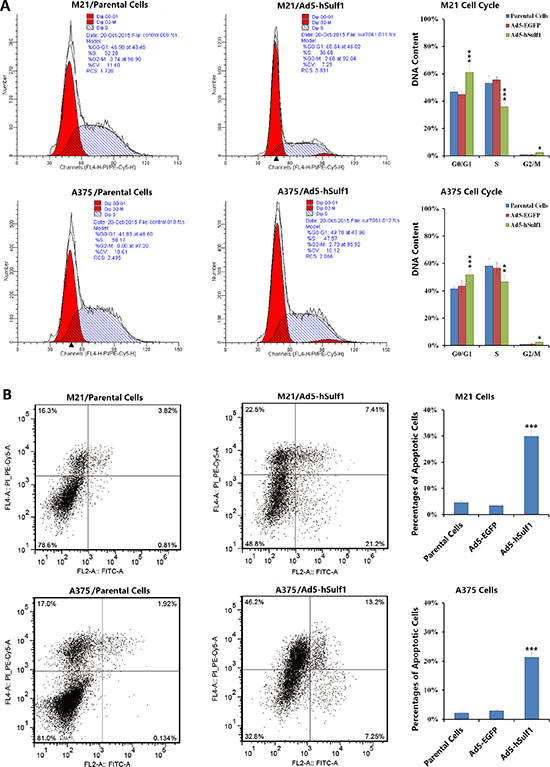 Ectopically expressed hSulf-1 induces melanoma cell cycle arrest and apoptosis.