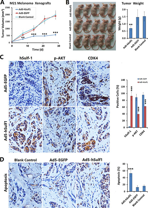 Expression of hSulf-1 inhibits melanoma xenograft growth in nude mice.