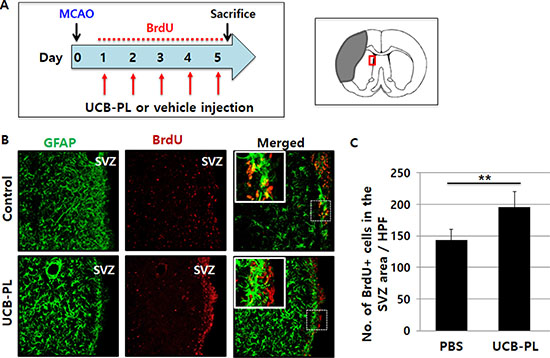 Increased neural stem cell proliferation in the subventricular zone (SVZ) after UCB-PL administration.