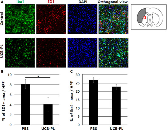 Reduced microglial activation after UCB-PL administration.