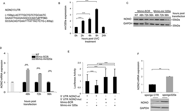 Mir320a regulates NONO mRNA expression.