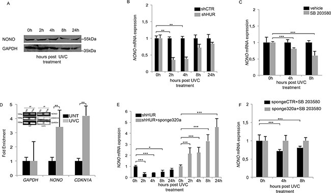 HUR protects NONO mRNA from mir320a-mediated degradation.