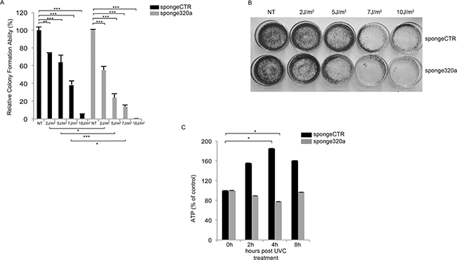 Mir320a silencing impairs cell viability and ATP production in response to UVC radiation.