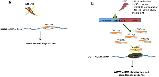 Schematic diagram depicting the p53&#x2013;mir320a&#x2013;HUR&#x2013;NONO pathway model triggered upon exposure to UVC radiations.