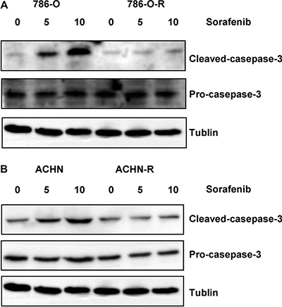 Western blot assessing cleaved caspase-3 and pro-caspase-3 showed that both sorafenib-resistant and parental cells exhibited similar apoptosis rates at baseline (no sorafenib treatment control); however, after treatment with sorafenib, sorafenib-resistant cells showed lower cleaved caspase-3 levels compared with parental cells.