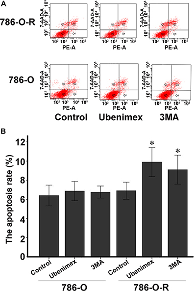 Annexin V-PI staining assessing 786-O and 786-O-R apoptosis rates after ubenimex treatment.