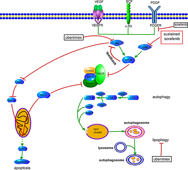 Proposed mechanisms by which AKT activation contributes to acquired resistance to sorafenib by regulating Akt and autophagy.