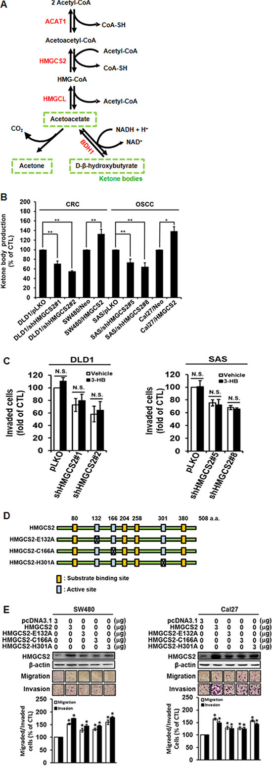 Ketogenesis