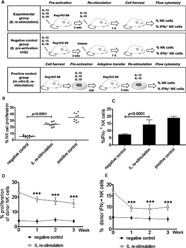 Generation of memory-like NK cells with enhanced IFN&#x03B3; production by in vivo interleukin pre-activation and re-stimulation.