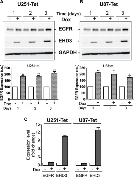 In absence of ligand stimulation, EHD3 increases the level of EGFR in glioblastoma cells.
