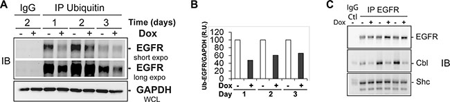 In absence of ligand stimulation, increased levels of EGFR in EHD3-expressing cells are associated with decreased ubiquitination and less recruitment of the protein Cbl.