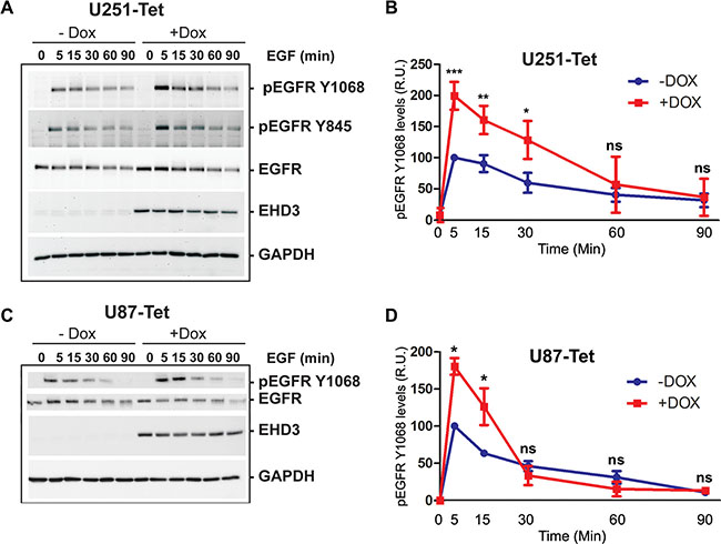 Upon EGF ligand stimulation, EGFR signal attenuation is more pronounced in EHD3-expressing cells.