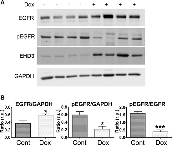 EHD3 expression inactivates EGFR in vivo.