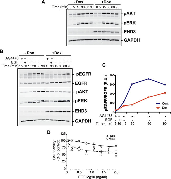 EHD3 modulates endosomal signaling and growth inhibitory effects of EGF ligand stimulation.