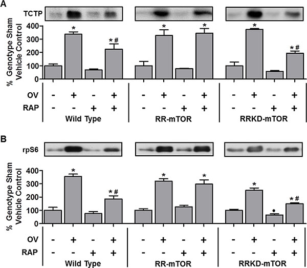 TCTP and rpS6 are upregulated during mechanical overload-induced muscle growth, in part, via a rapamycin-sensitive and mTOR kinase-dependent mechanism.