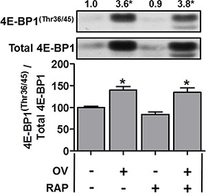 The mechanical overload-induced increase in 4E-BP1(Thr36/45) phosphorylation is not inhibited by rapamycin.