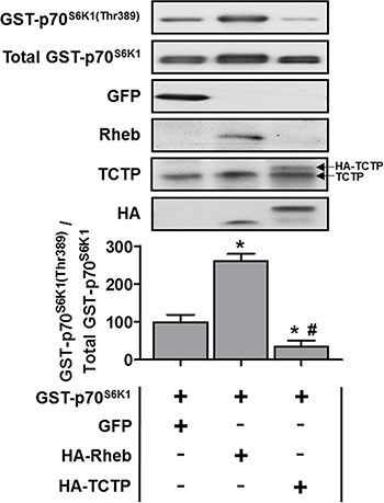 The effect of TCTP overexpression on mTOR signaling in skeletal muscle.