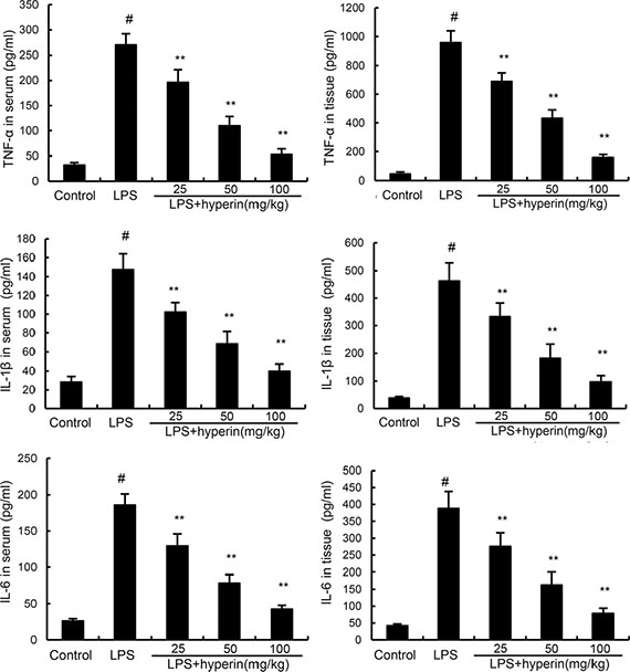 Effects of hyperin on LPS-induced TNF-&#x03B1;, IL-6 and IL-1&#x03B2; in serum and kidney tissues.