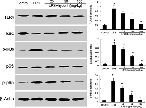 Hyperin inhibits LPS-induced TLR4 expression and NF-&#x03BA;B activation.