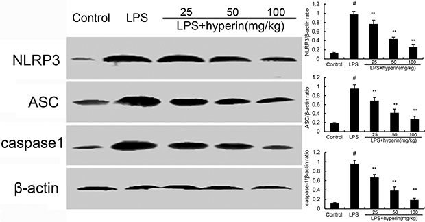 Hyperin inhibits LPS-induced NLRP3 activation.