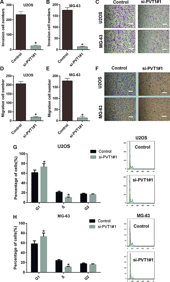 Silencing PVT1 by siRNA inhibits migration and invasion and induces cell cycle arrest in osteosarcoma cells.