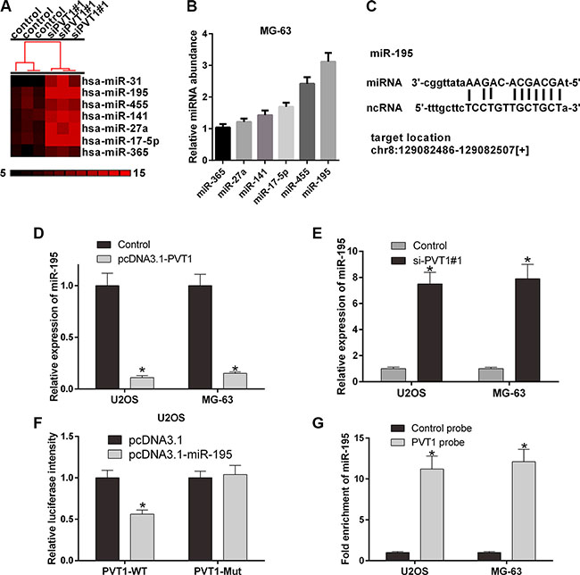 PVT1 negatively regulates miR-195 in osteosarcoma cells.