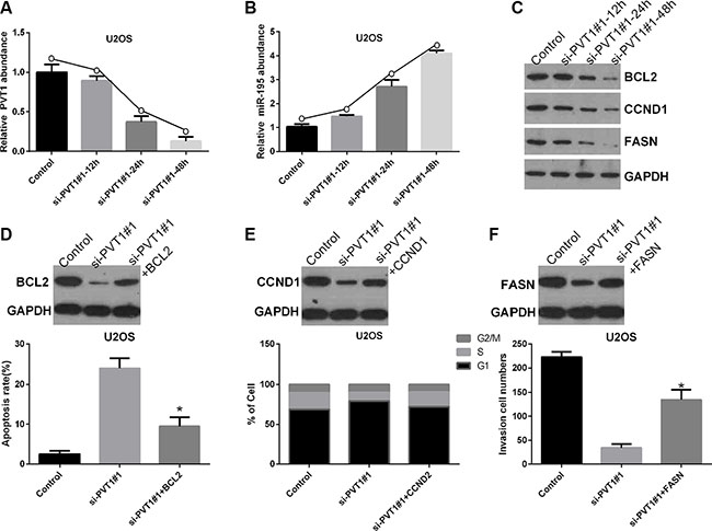 Silencing PVT1 by siRNA suppresses BCL2, CCND1, and FASN protein expression via miR-195 in osteosarcoma cells.