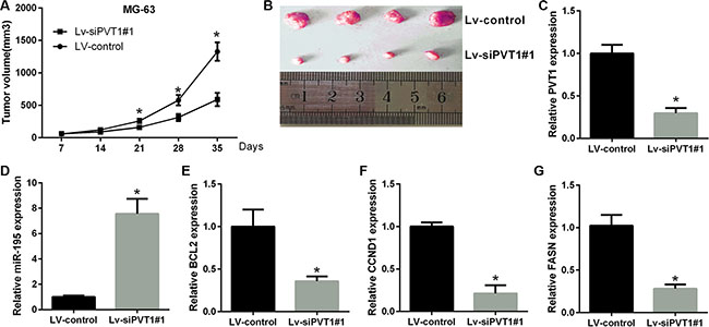 PVT1 promotes tumor growth in vivo.