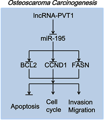 The molecular mechanism of PVT1 action in osteosarcoma carcinogenesis.